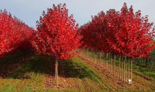 红枫树苗怎么养（红枫树苗怎么养护与管理）