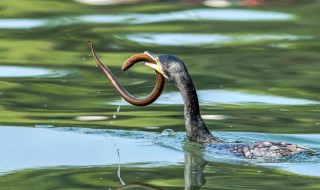 望月鳝为什么不能吃（望月鳝真的不可以吃吗）