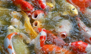 锦鲤水花养殖注意事项（锦鲤水花养殖注意事项图片）