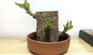 幸运木巴西木的养殖方法和注意事项（幸运巴西木怎么养殖?）