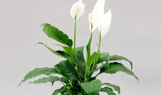 白掌有人说家里不能养 客厅最忌讳三种花