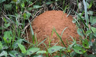 蚂蚁怎么养才能养活（蚂蚁要怎么养）