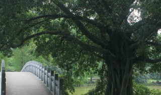 什么树的种子不进入土壤就可以萌发（什么树的种子不进入土壤就可以萌发生根）