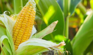 中科玉505玉米种简介（中科玉505玉米种多少钱一袋）