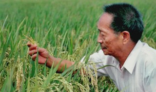 袁隆平生平简介 袁隆平生平简介英文