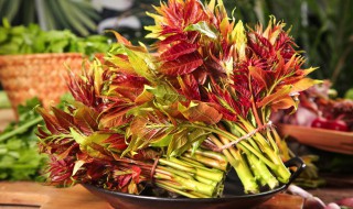 香椿芽怎样保存最新鲜 香椿芽怎样保存最新鲜又好吃