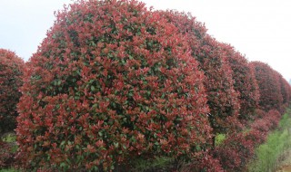 石楠树有什么作用 石楠树的作用