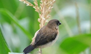 鸟吃玉米苗怎么办 小鸟吃玉米苗能有什么办法吗