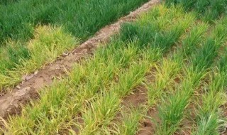 小麦打除草剂发黄叶子发干怎么办 小麦除草剂打多了小麦变黄了