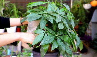 怎样修剪发财树枝条 怎样修剪发财树枝条视频