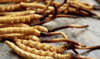 如何清洗虫草 虫草怎么清洗最好
