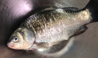 如何清洗鲫鱼（如何清洗鲫鱼腹内黑膜）