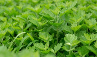 艾草为啥不能种在家里（艾草种子种植方法）