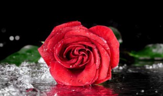 11朵玫瑰花代表什么意思 11朵玫瑰花代表什么意思?