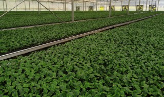 南瓜籽怎样育苗（西瓜籽如何催芽?）