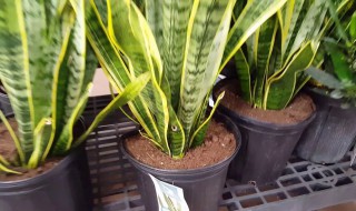 金边虎皮兰的栽培方法（金边虎皮兰的栽培方法视频）