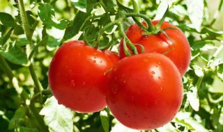 西红柿怎么才能红得快（西红柿快速红的方法）