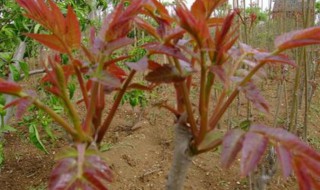 香椿树怎么繁殖(香椿扦插生根最快方法)