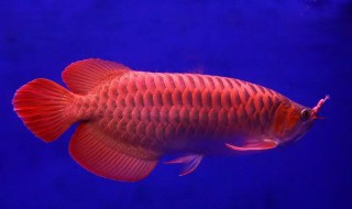 什么属相不能养龙鱼 不宜养鱼的4个属相