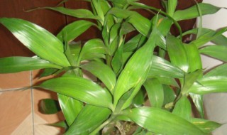 水养富贵竹发黄怎么办 富贵竹水里放盐还是糖