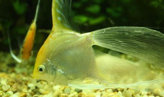 金鱼的记忆真的只有7秒吗 金鱼的记忆真的只有7秒吗视频