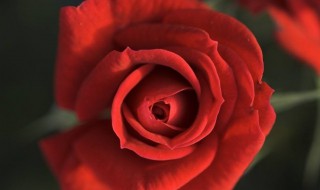 红玫瑰代表什么 红玫瑰代表什么爱情