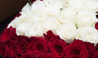 玫瑰花朵数的含义（玫瑰花朵数的含义1-100）