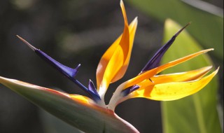 天堂鸟花怎么养（刚收到的天堂鸟花怎么养）