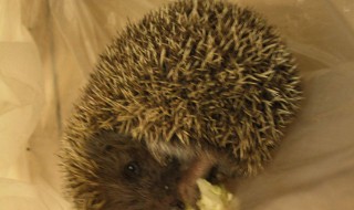 刺猬怎么养（刺猬怎么养 吃什么）