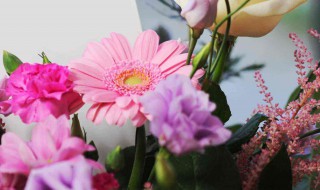 道歉送什么花合适 道歉求原谅送什么花