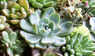 新手养多肉怎么养（新手如何养多肉）