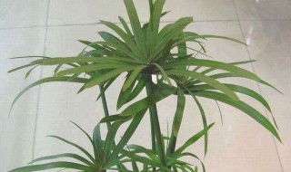 水竹怎么养才长得好 富贵竹叶子发黄怎么救