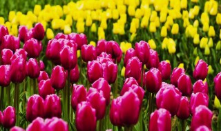 闺蜜生日适合送什么花（象征闺蜜友谊的花）