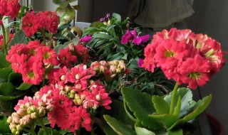 长辈生日送花送什么花（老人过生日送鲜花送什么花）