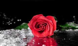 老婆生日送什么花 老婆生日送什么花合适