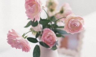 粉玫瑰代表什么（33朵粉玫瑰代表什么意思）