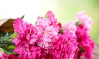 妈妈过生日应该送什么花（妈妈过生日应该送什么花为什么）