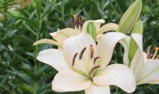 送病人送什么花好 探望病人适合买什么花