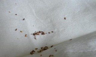 书虱怎样彻底清除（书虱会在床单上繁殖吗）