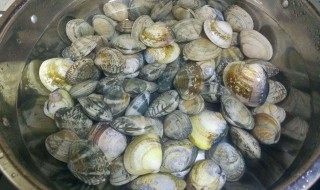 怎样让花甲快速吐沙（花甲怎样吐沙又快又干净）