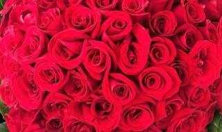 收到的玫瑰花束怎么养（花店买的玫瑰一般能放几天）