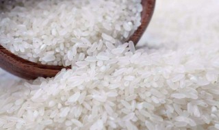 大米有虫子了怎样处理 大米有虫子了怎样处理虫子