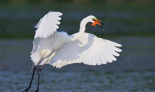 关于白鹭的资料 关于白鹭的资料30字