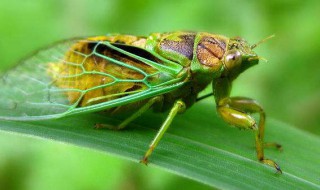 知了和蝉的区别（知了和蝉的区别图片）