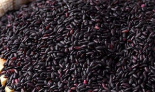 吃黑米必知6大禁忌（长期吃黑米的好处和坏处）