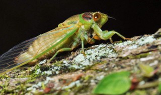 蝉的叫声像什么 鸟叫的声音