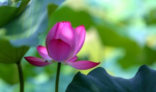 保护花的方法是什么（怎样保护花朵不受伤害）