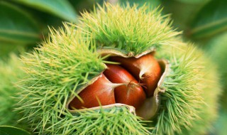 板栗的育苗方法（板栗育苗方法和时间）