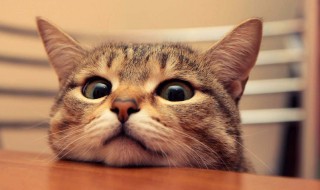 梦到被猫咬是什么意思（晚上梦到被猫咬是什么意思）