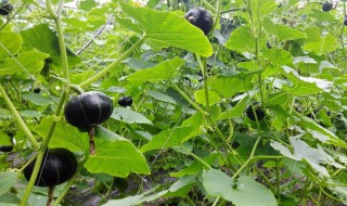 板栗南瓜怎么种植方法 板栗南瓜怎么种植方法和技术